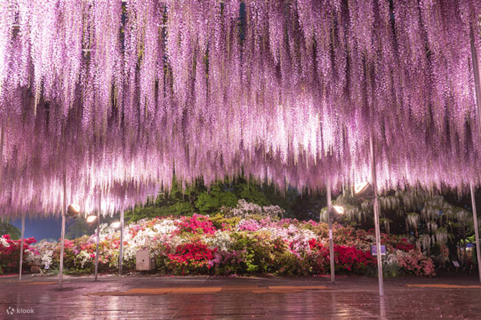 マタハリ MATAHARI Limited Edition 1313/3000 Ibaraki & Tochigi Day Trip] Ashikaga Flower Fantasy Garden